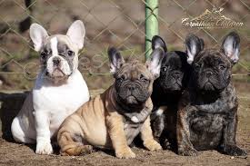 Roztomil� francouzsk� buldo�ek a fena p�ipraven� pro nov� domov pro v�ce informac� a fotografi� po�lete sv� Whatsapp ��slo