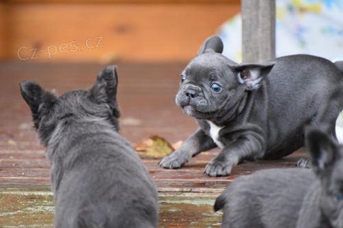 �t��ata modr�ho francouzsk�ho buldo�ka p�ipravena j�t co nejd��ve