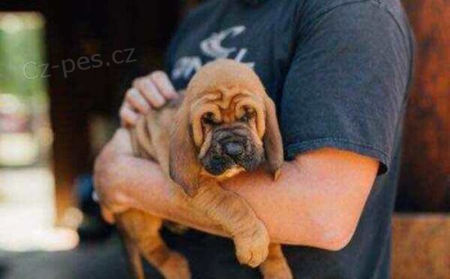 k dispozici �t���tka Bloodhound