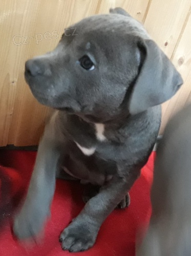 Americk� pitbulteri�r pro nov� domyi