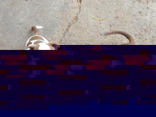 bily 2 Americk� pitbulteri�r pro nov� domy