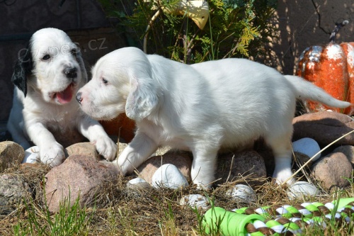 mu�sk� a �ensk� anglick� setr