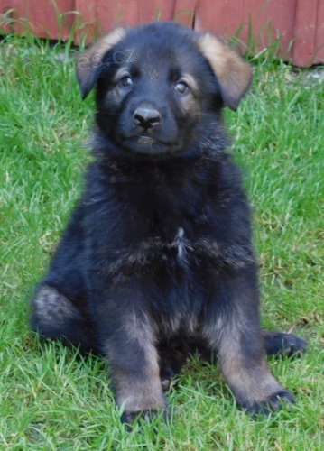 N�meck� ov��k