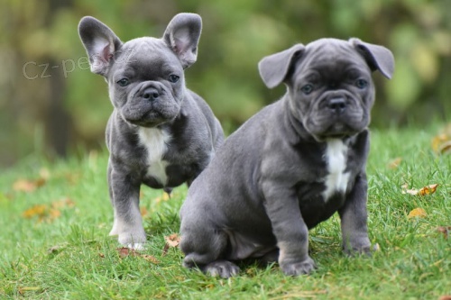 �t��ata modr�ho francouzsk�ho buldo�ka p�ipravena j�t co nejd��ve