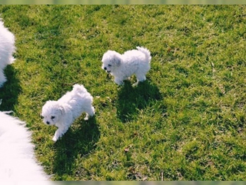 bolonsky 14t�dn� chlapec a d�vka