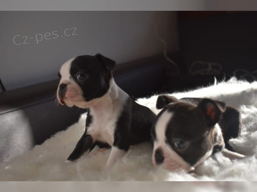 2 �t��ata miniaturn�ch boston teri�r�