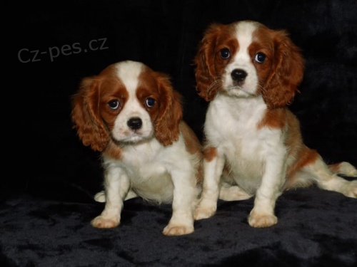 Kaval�r King  �pan�l �t��ata, kte�� hledaj� nav�dy domovy.