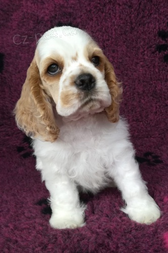 Americk� kokr�pan�l pro v�s te�