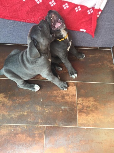 k dispozici �t��ata cane corso