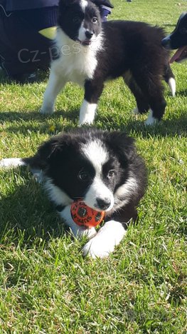 �t��ata Border kolie pro adopci