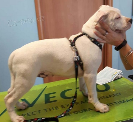 �t��ata americk�ho staford��rsk�ho teri�ra k adopci