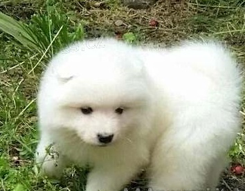 Samci a �t��ata samojed� k adopci