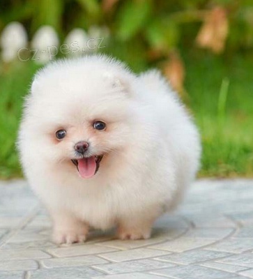 Samci a samice pomo�ansk�ch �t��at k adopci