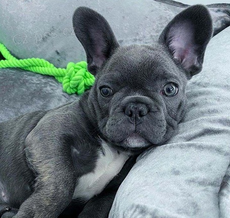 Francouzsk� buldo�ek �t��ata pro dobr� domovy
