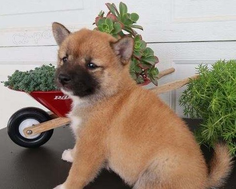ڞasn� �t��ata Shiba Inu pro dobr� domovy