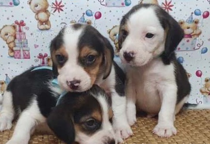 Kr�sn� �t���tka Beagle k dispozici