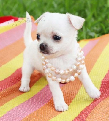 Kr�sn� �t���tka z Chihuahua k dispozici