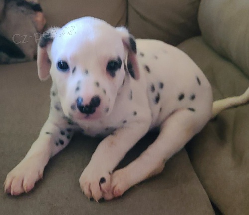 Dalmatsk� �t��ata jsou k dispozici pro nov� domovy