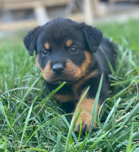 Roztomil� �t���tka n�meck�ch rotvajler� do nov�ch domov�