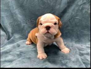 Anglick� buldok �t��ata k adopci