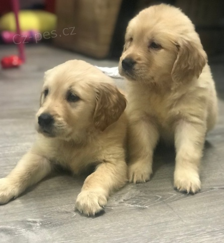 Roztomil� �t���tka zlat�ho retr�vra do nov�ch domov�