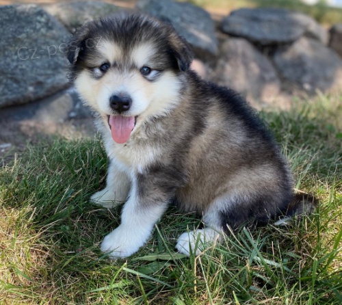 sladk� alja�sk� malamutov� �t���tka k adopci