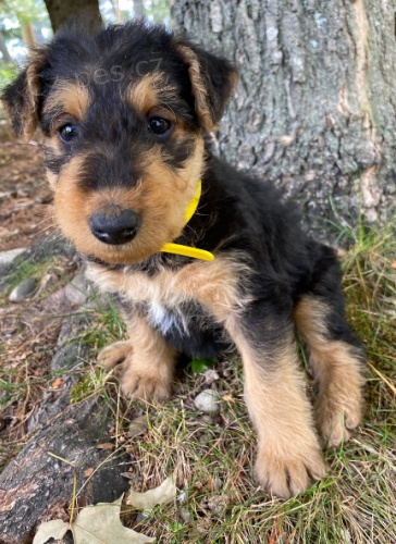 roztomil� �t���tka teri�r� Airedale k adopci