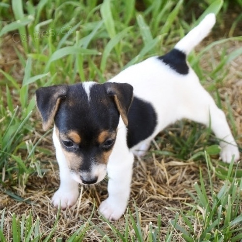 N�dhern� �t���tka teri�ra Jacka Russella