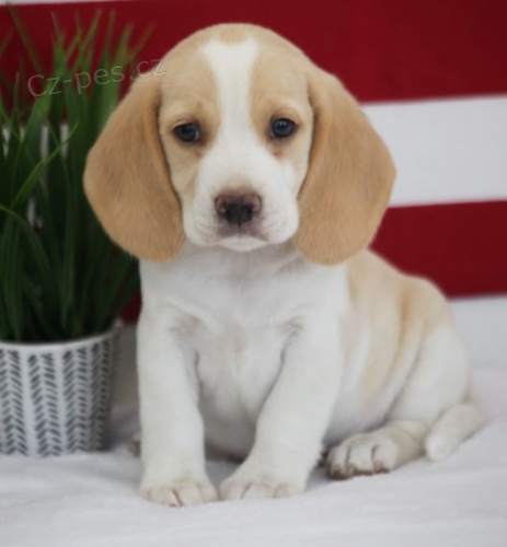 Sladk� beagle d�ti