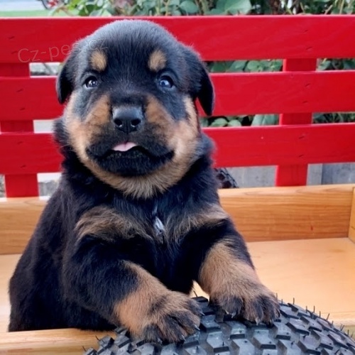 �t��ata rotvajler� na prodej