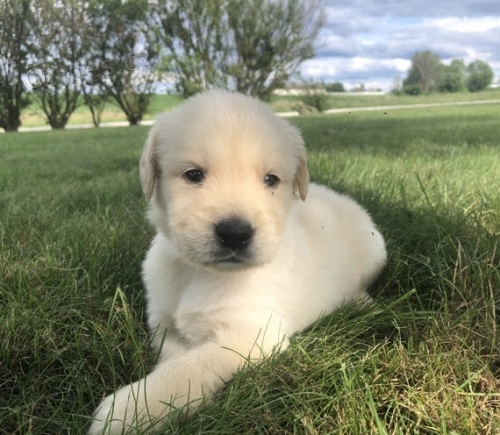 �t��ata zlat�ho retr�vra na prodej