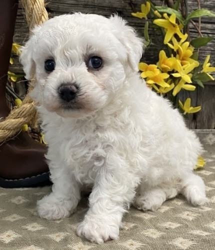 Zdrav� mu� a �ena Bichonov� frit�za �t��ata