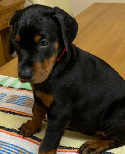 Zdrav� �t���tka Doberman k dispozici