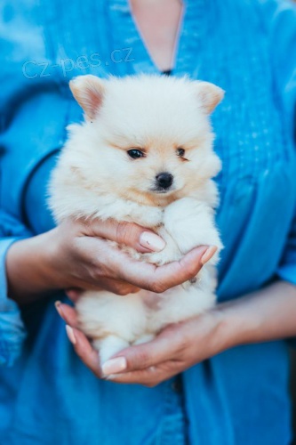 �t��ata �picliansk�ch �pic�