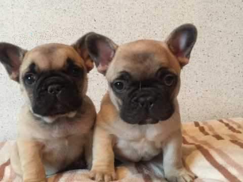 francouzsk� buldo�ek