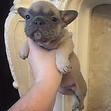 �t��ata francouzsk�ho buldoka