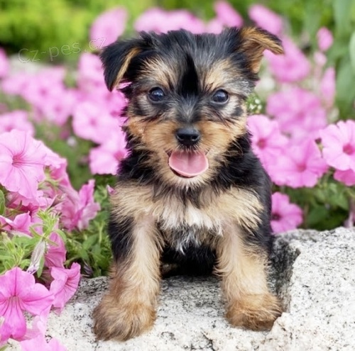 Jork��rsk� teri�r