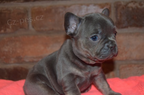 francouzsk�ho buldo�ka