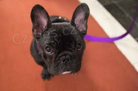 M�me kr�sn� a velmi inteligentn� 70denn� �t��ata francouzsk�ho buldo�ka, zdrav� psy a feny. Pro v�ce informac� kontaktujte sv� WhatsApp ��slo