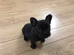 M�me kr�sn� a velmi inteligentn� 70denn� �t��ata francouzsk�ho buldo�ka, zdrav� psy a feny. Pro v�ce informac� kontaktujte sv� WhatsApp ��slo