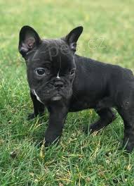 M�me kr�sn� a velmi inteligentn� 70denn� �t��ata francouzsk�ho buldo�ka, zdrav� psy a feny. Pro v�ce informac� kontaktujte sv� WhatsApp ��slo