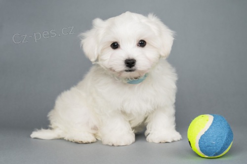 maltsk� �t��ata 