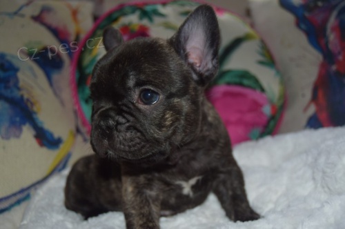 francouzsk�ho buldo�ka