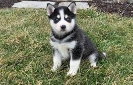 roztomil� husky �t��ata