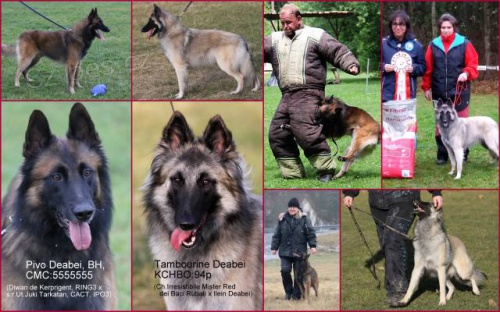 Belgick� ov��k tervueren �t��ata s PP