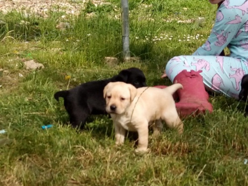   Zdrav� mu�sk� labrador