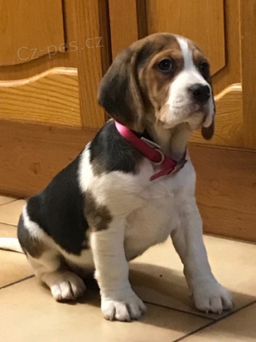   Bigl �t���tka na prodej