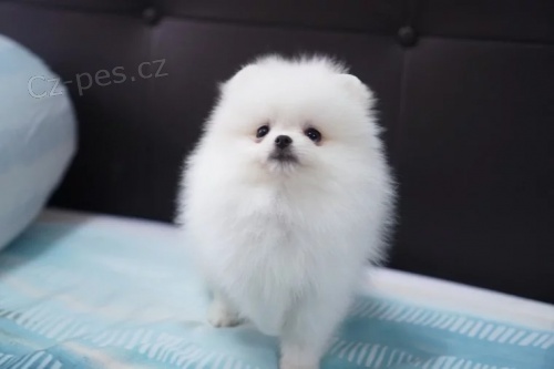   Mini Pomeranian �t���tka s PP