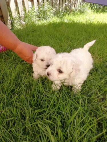 Bichon Fris� ( Bisonek )pro skute�n� domovy.