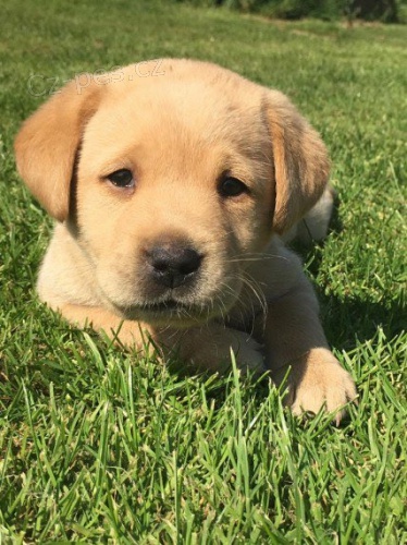 Dom� vy�kolen� Labrador Retriever �t��ata